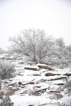 Tree in snow Stock Photos