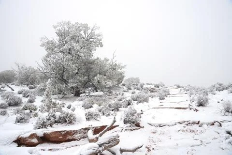 Tree in snow Stock Photos