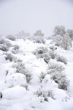 Tree in snow Stock Photos