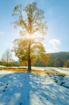 Tree in the snow Stock Photos