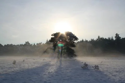 Tree in the snow Stock Photos