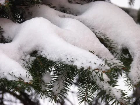 Tree snow Stock Photos