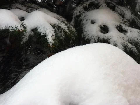 Tree snow Stock Photos