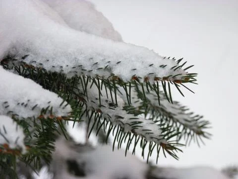 Tree snow Stock Photos