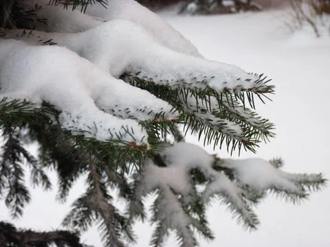 Tree snow Stock Photos