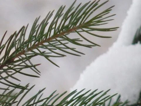 Tree snow Stock Photos