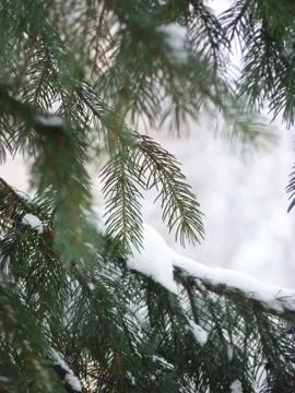 Tree snow Stock Photos