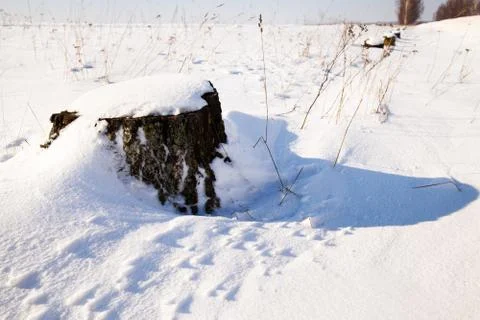 Tree  with snow Stock Photos