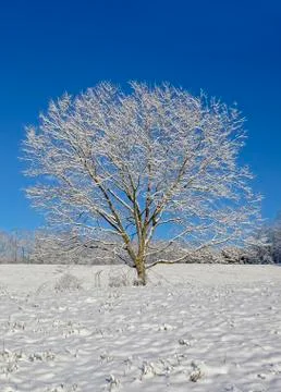Tree in the Snow Stock Photos