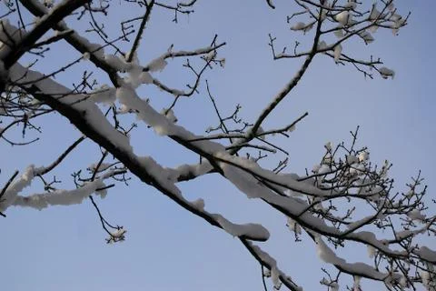 Tree with snow Stock Photos
