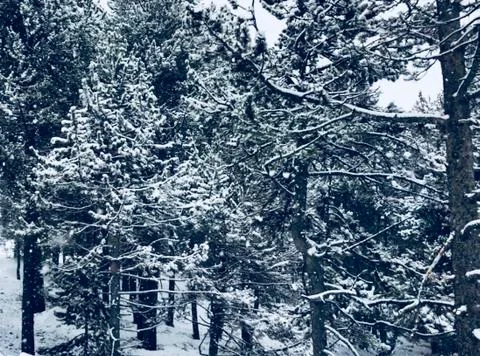 Tree snow Stock Photos