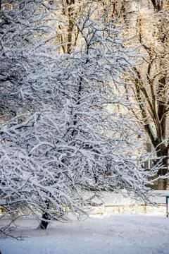 Tree on snow Stock Photos