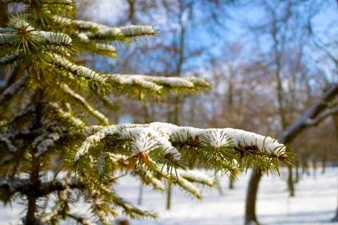 Tree in the snow Stock Photos