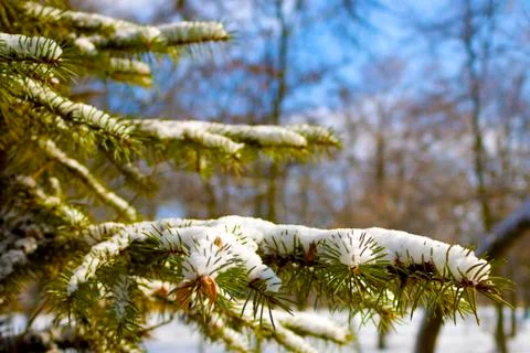 Tree in the snow Stock Photos