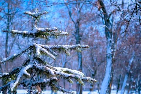 Tree in the snow Foto stock
