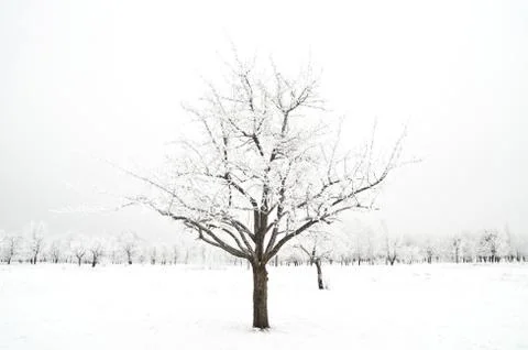 Tree in a snow Stock Photos