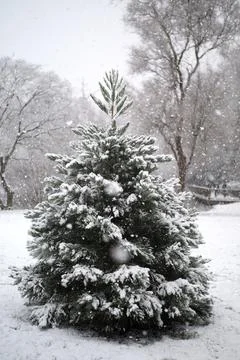 Tree in the snow Stock Photos