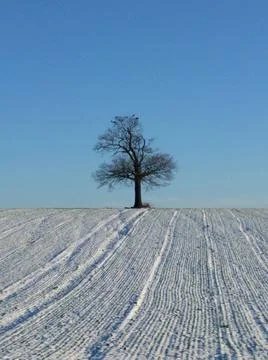 Tree In Snow Stock Photos