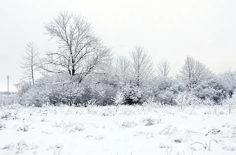 Tree in snow Stock Photos