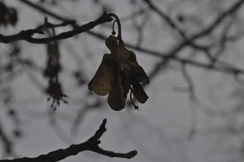 Tree in snow 写真素材