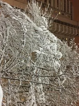 Tree in the snow Foto stock