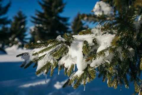 A tree in the snow Stock Photos