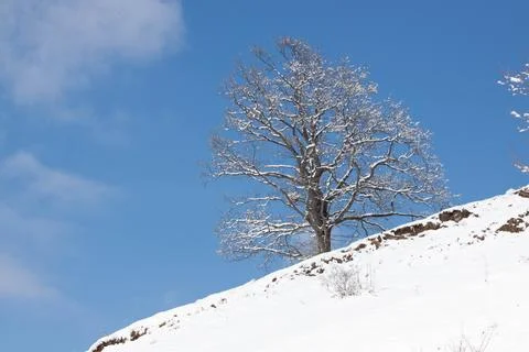 Tree on the snow Stock Photos