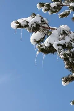 Tree on the snow Stock Photos