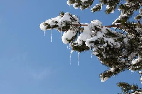 Tree on the snow Stock Photos