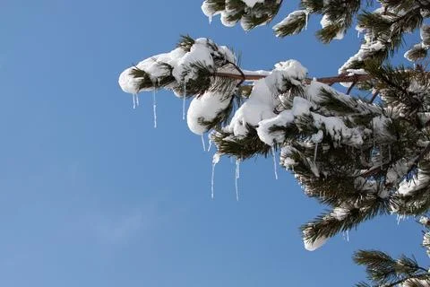 Tree on the snow Stock Photos