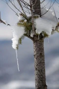 Tree on the snow Stock Photos