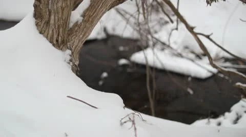 Tree in snow rack focus to creek Stock Footage 10726363
