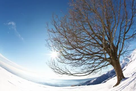 Tree snow sun Stock Photos