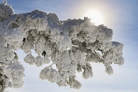 Tree in the snow in the sun 写真素材
