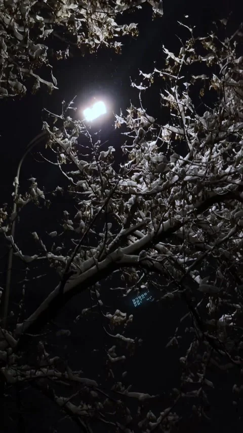 A tree in the snow under a lamppost Stockbeeldmateriaal 225560569