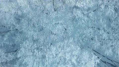 Tree snow white snowfall winter wild park forest falling Stock Footage 232038002