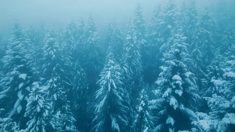 Tree snow white snowfall winter wild park forest falling 스톡 동영상 232040802