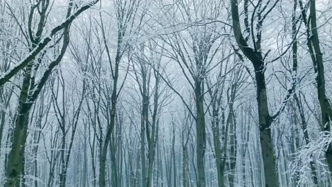 Tree snow white snowfall winter wild park forest falling Stock Footage 232098126