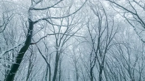 Tree snow white snowfall winter wild park forest falling Stock Footage 232100106