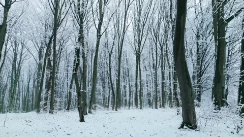 Tree snow white snowfall winter wild park forest falling Stock Footage 232410204