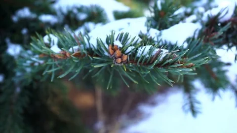 Tree in snow, winter Stock Footage 74671073