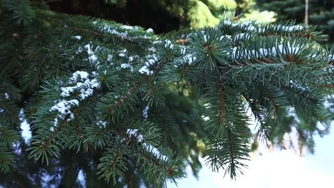 Tree in snow, winter Stock Footage 74671074