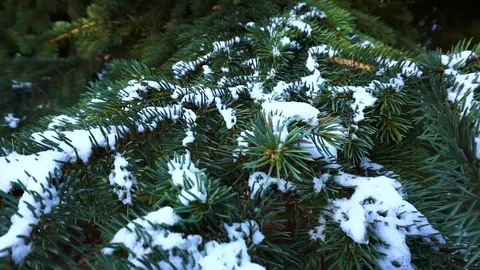 Tree in snow, winter Stock Footage 74671101