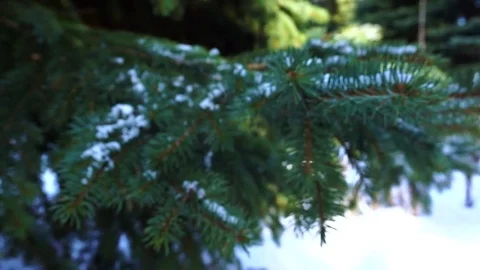 Tree in snow, winter Stock Footage 74671115