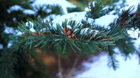 Tree in snow, winter Stock Footage 74671123