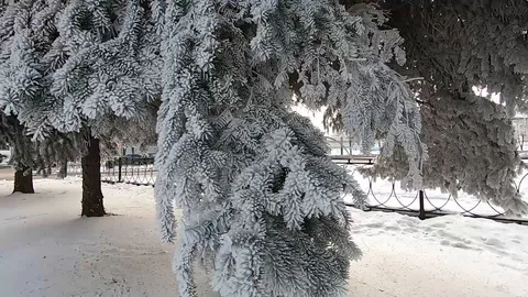 Tree in snow in winter Stock Footage 126491731