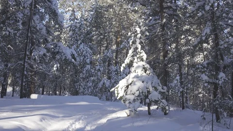 Tree in the snow in the winter forest Stock Footage 120121728