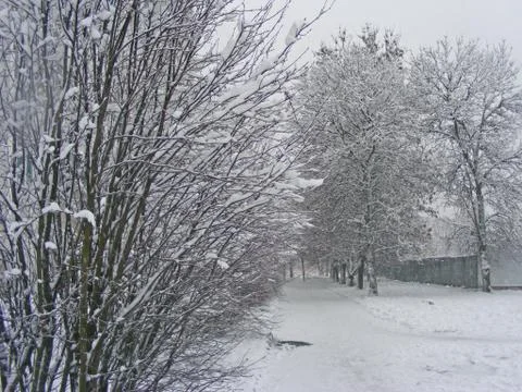 Tree in snow winter landscape Stock Photos