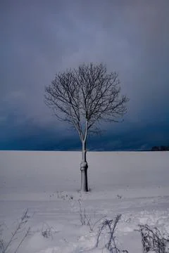 A tree in the snow in winter Stock Photos