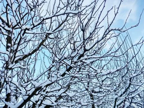 Tree with snow in the winter Stock Photos